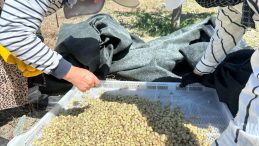 Erzincan’da hasadı başladı