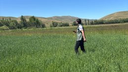 Yem Bitkisi Alanında Denetimler Sürüyor