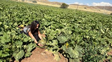 Tercan’da tarımsal ürün desenine yeni ürün