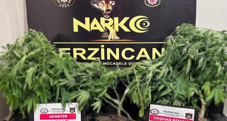 Erzincan’da Uyuşturucu Operasyonu: Kenevir ve Haşhaş Ele Geçirildi