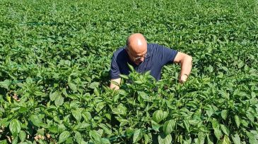 Erzincan’da TAKE Projesiyle Kapya Biberde Kalite ve Verimlilik Artıyor