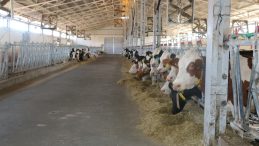 Erzincan’da Şap Hastalığına Karşı Seferberlik: Tüm Ekipler Teyakkuzda