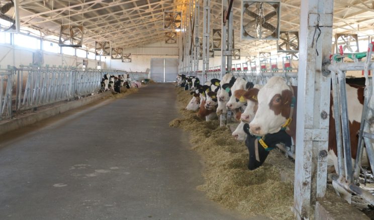 Erzincan’da Şap Hastalığına Karşı Seferberlik: Tüm Ekipler Teyakkuzda