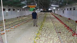 Erzincan Broiler Sektörü Bölgesel Liderliğe Hazırlanıyor: Güç Birliği Yapacaklar