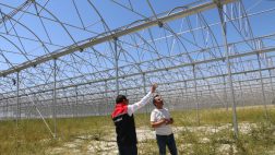 Erzincan Jeotermal Seracılıkta Öncü Oluyor
