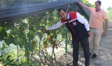 Üzümlü’de Bir Üzüm Müzesi: 70 Çeşit Üzüm Tek Bahçede Yetişiyor