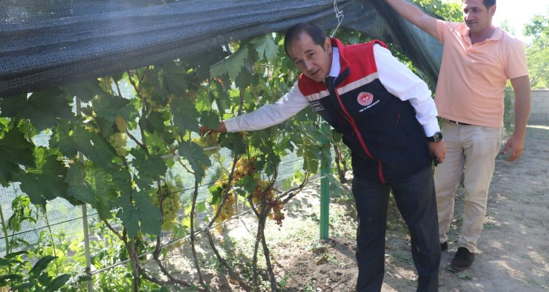 Üzümlü’de Bir Üzüm Müzesi: 70 Çeşit Üzüm Tek Bahçede Yetişiyor