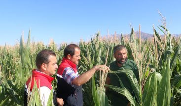 Erzincan’da Silajlık Mısır Yetiştiriciliği Artıyor: Hayvancılık İçin Kritik Önem