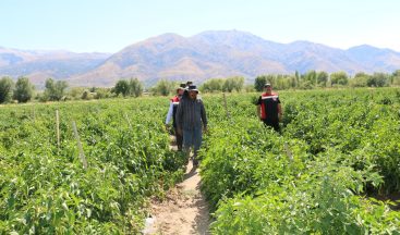 Erzincan Sebzecilikte Yükselişe Geçti