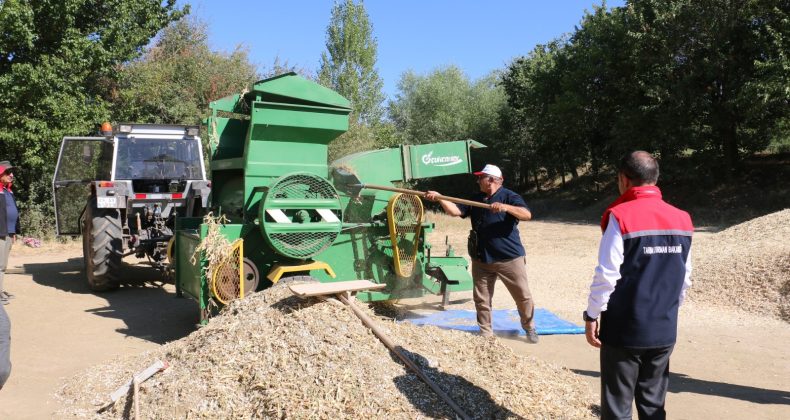 Erzincan’da Kuru Fasulye Harmanı Başladı