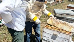 Refahiye Arıcılığını Geliştirmek İçin Adım Atıldı