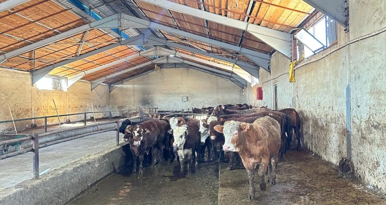 Otlukbeli’nde İthal Edilen 70 Büyükbaş Hayvan Sağlık Kontrolünden Geçirildi