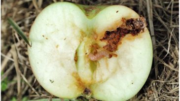 Erzincan’da Meyve Üreticilerine Önemli Uyarı: Zararlılarla Mücadele Vurgusu