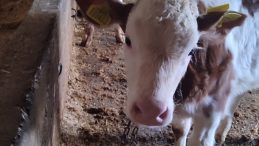 Erzincan’da Büyükbaş Hayvanlara Küpeleme Seferberliği