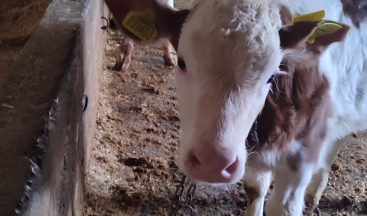 Erzincan’da Büyükbaş Hayvanlara Küpeleme Seferberliği