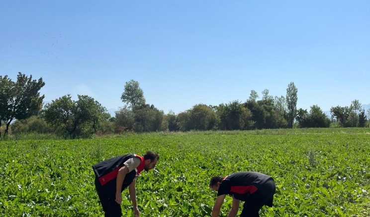 Erzincan’da Şekerpancarı Tarlalarında Kontroller Sürüyor