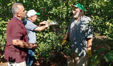 Erzincan’da Akdeniz Meyve Sineğine Karşı Yoğun Mücadele