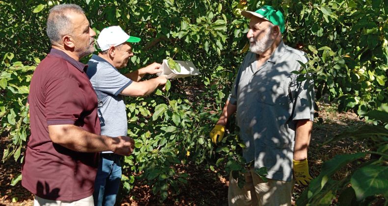 Erzincan’da Akdeniz Meyve Sineğine Karşı Yoğun Mücadele