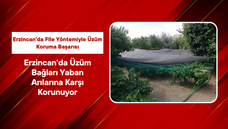 Erzincan’da Üzüm Bağları Yaban Arılarına Karşı Korunuyor