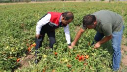 Erzincanlı Üretici, 1.1 Milyon Fide Dikti, Günde 80 Kişiye İstihdam Sağlıyor