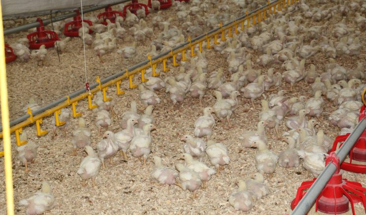 Erzincan’da 50 Bin Başlık Broiler Tesisi Geleceğe Umut Oluyor