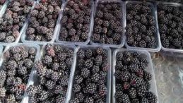 Erzincan İl Tarım Müdürü, Böğürtlen Üreticisine Destek Ziyareti