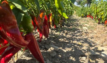 Kemah’ta Tarıma Destekler Devam Ediyor: Çiftçiye 4200 Kapya Biber Fidesi Desteği