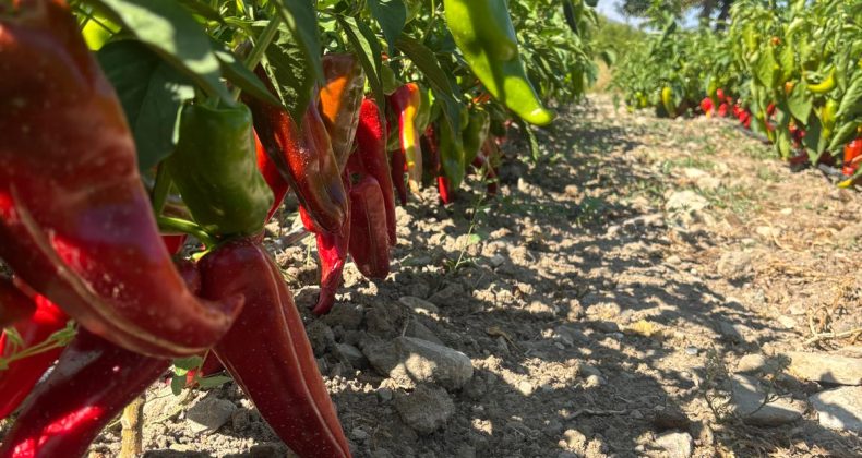 Kemah’ta Tarıma Destekler Devam Ediyor: Çiftçiye 4200 Kapya Biber Fidesi Desteği