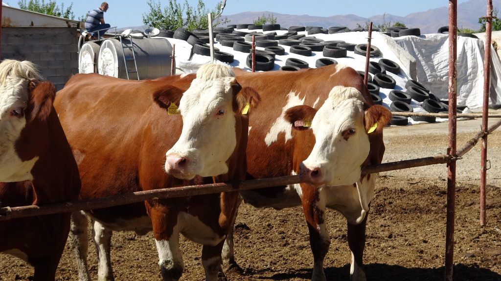 Erzincan'da Büyükbaş Hayvanlarda Küpeleme Seferberliği