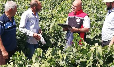 Coğrafi İşaretli Cimin Üzümü’ne Sıkı Pestisit Denetimi