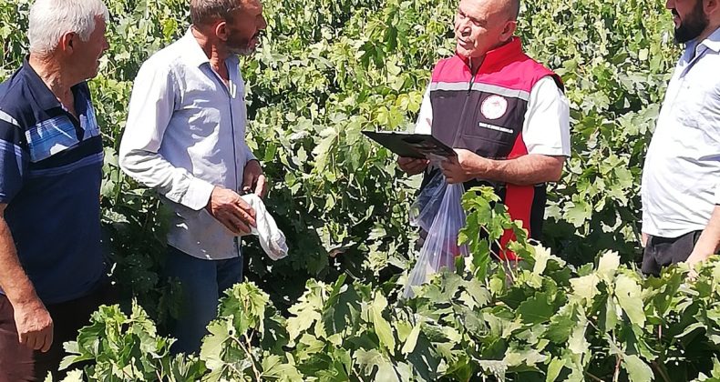 Coğrafi İşaretli Cimin Üzümü’ne Sıkı Pestisit Denetimi