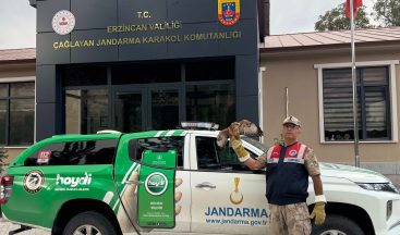 Yaralı Yavru Şahin Jandarma Ekiplerinin Şefkatiyle Hayata Tutundu