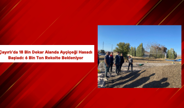 Çayırlı’da 18 Bin Dekar Alanda Ayçiçeği Hasadı Başladı: 6 Bin Ton Rekolte Bekleniyor