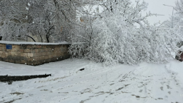 Erzincan’da Karın Ağırlığına Ağaçlar Dayanamadı