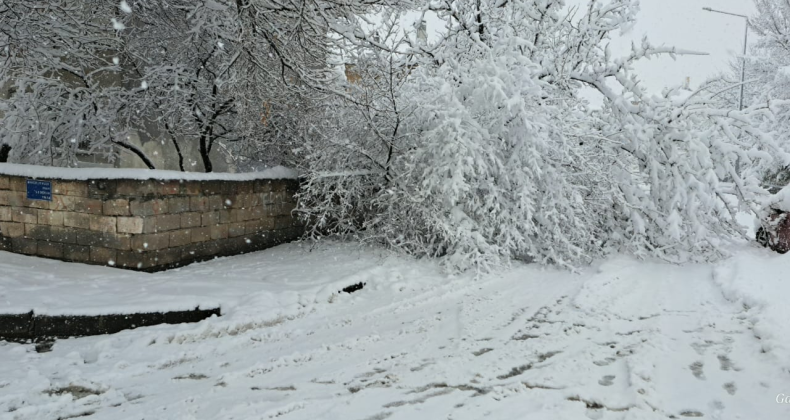 Erzincan’da Karın Ağırlığına Ağaçlar Dayanamadı