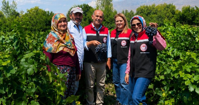Erzincan’ın Coğrafi İşaretli Cimin Üzümü’nde Hasat Sevinci Başladı