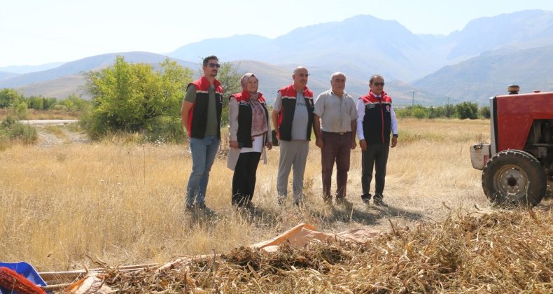 Erzincan’da Kuru Fasulye Hasadı Başladı! Tarlada Bereket Sevinci