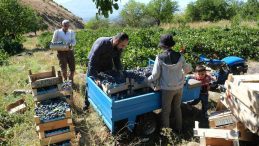 Erzincan’ın Siyah İncisi Cimin Üzümünde Hasat Heyecanı